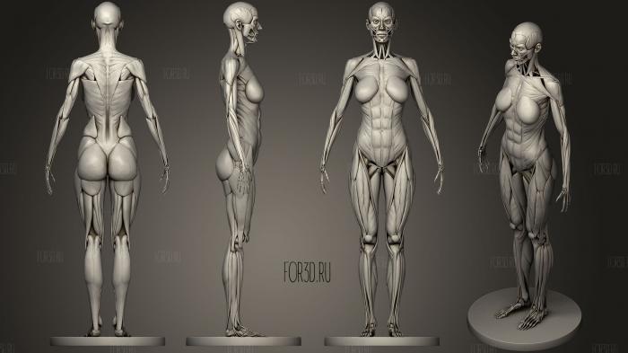 Female Anatomy 3d stl модель для ЧПУ